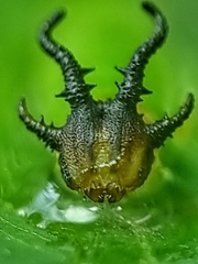 Polyura hebe