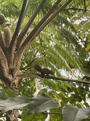 Prosciurillus rosenbergii