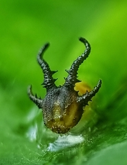 Polyura hebe