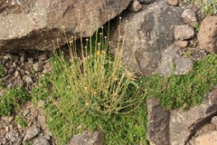 Santolina rosmarinifolia pectinata