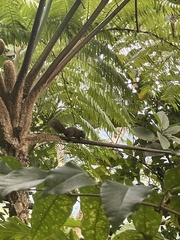 Prosciurillus rosenbergii