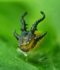 Polyura hebe