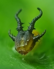 Polyura hebe
