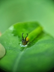 Polyura hebe