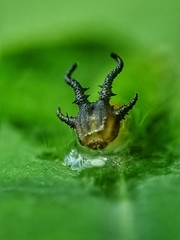 Polyura hebe