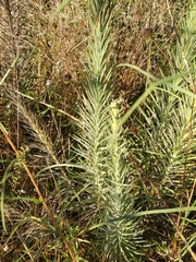 Liatris pycnostachya