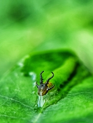 Polyura hebe