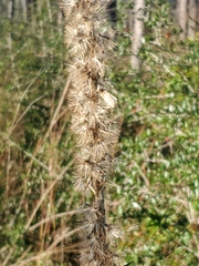 Liatris pycnostachya