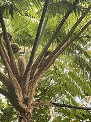 Prosciurillus rosenbergii