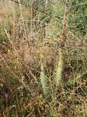 Liatris pycnostachya