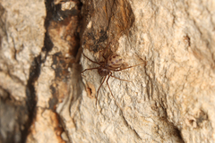 Scytodidae