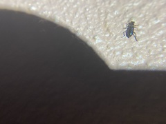 Lemidia