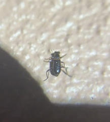 Lemidia