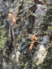 Oecophylla smaragdina