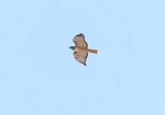 Buteo jamaicensis fuertesi