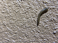 Ommatoiulus moreleti