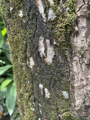 Oecophylla smaragdina