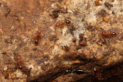 Tetramorium