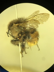 Bombus pomorum