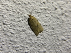 Clepsis divulsana