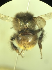 Bombus pomorum