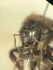 Bombus pomorum