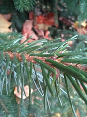 Picea omorika