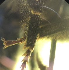 Bombus pomorum