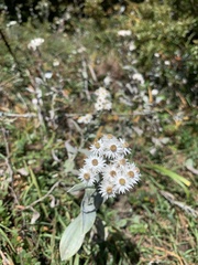 Anaphalis nepalensis