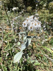 Anaphalis nepalensis