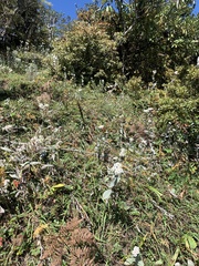 Anaphalis nepalensis