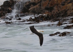 Larus dominicanus