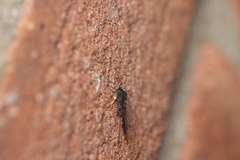 Tuberolachnus salignus