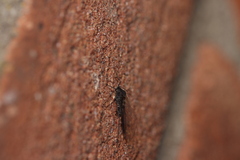 Tuberolachnus salignus