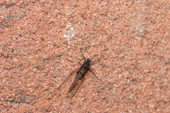 Tuberolachnus salignus