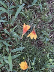Zephyranthes tubispatha