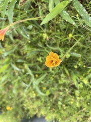 Zephyranthes tubispatha