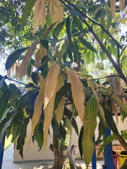 Mangifera indica