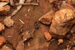 Caprochromus moerens