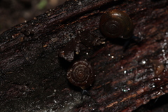 Discus rotundatus
