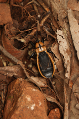 Ectrichodia crux