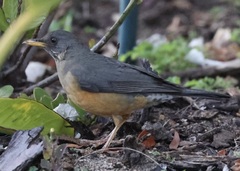 Turdus olivaceus