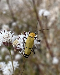 Chauliognathus misellus