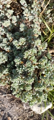 Oscularia deltoides