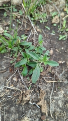 Ditaxis humilis