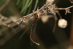 Pseudagrion massaicum