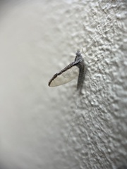 Callibaetis