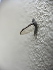 Callibaetis