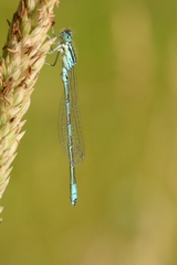Coenagrion scitulum