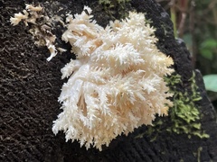 Hericium